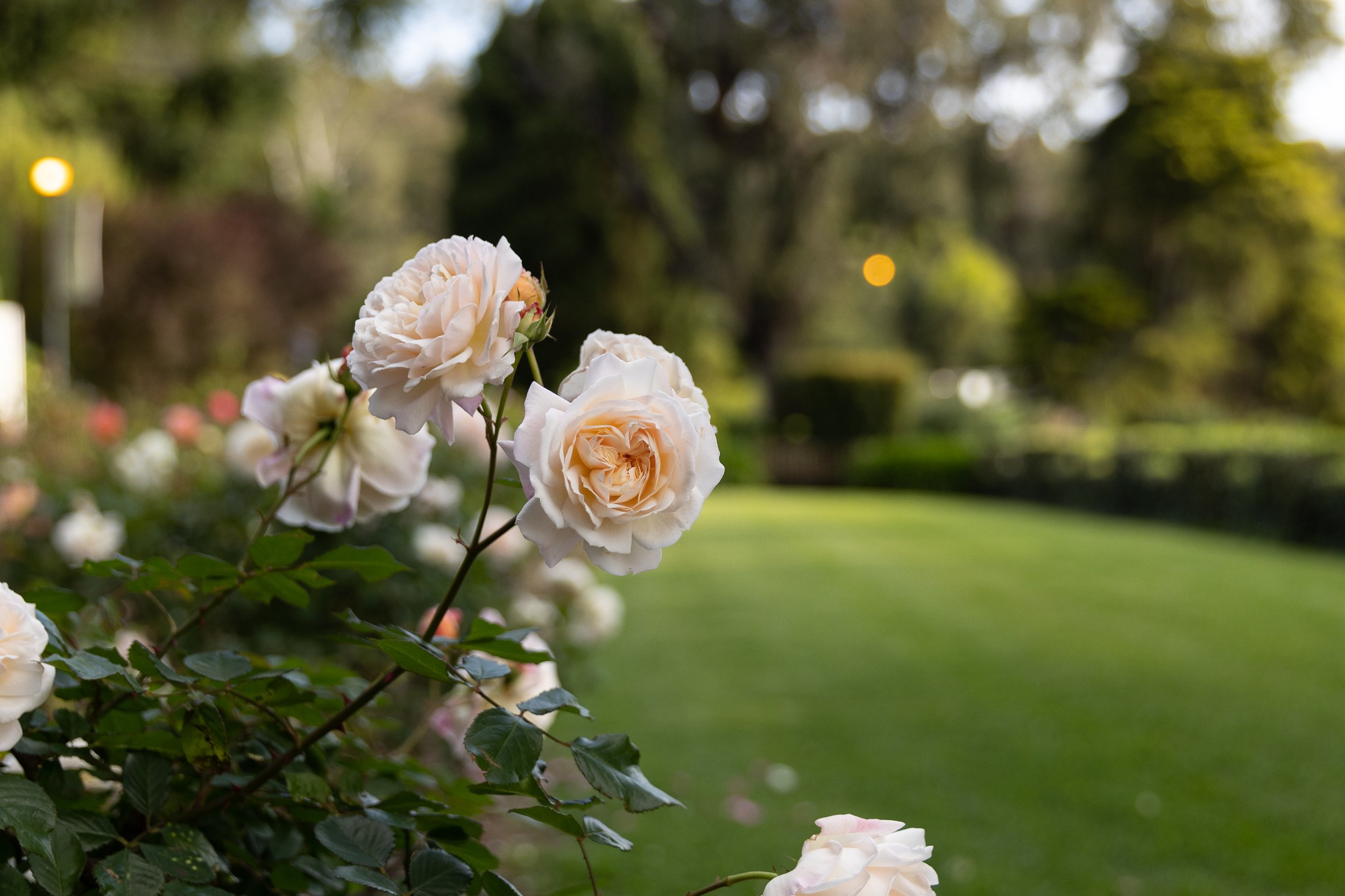 장미 정원 (Rose Garden)
